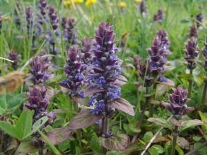 Dąbrówka rozłogowa (Ajuga reptans) 